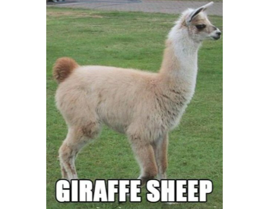 Giraffe Sheep